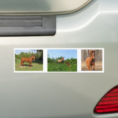 Paarden - Mooie paarden Bumpersticker (Op auto)
