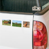 Paarden - Mooie paarden Bumpersticker (Op Truck)