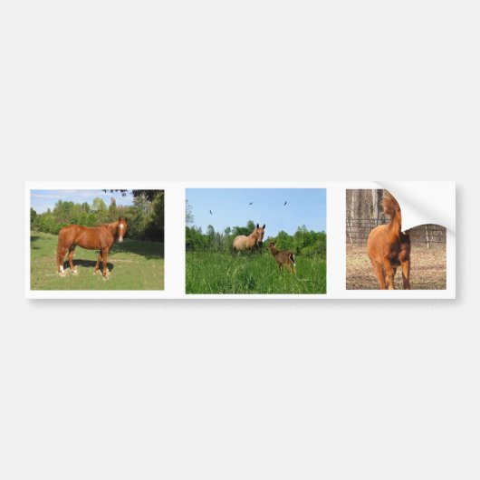 Paarden - Mooie paarden Bumpersticker (Voorkant)