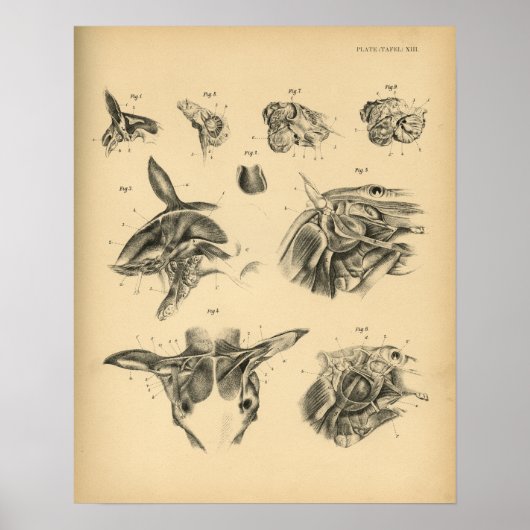 Paarden Neck Muscle Anatomy 1908  Print (Voorkant)