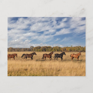 Paarden net buiten Grand Teton National Park Briefkaart