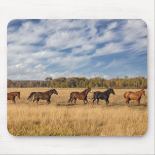 Paarden net buiten Grand Teton National Park Muismat