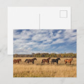 Paarden net buiten het nationale park Grand Teton Briefkaart (Voorkant / Achterkant)