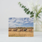 Paarden net buiten het nationale park Grand Teton Briefkaart (Staand voorkant)