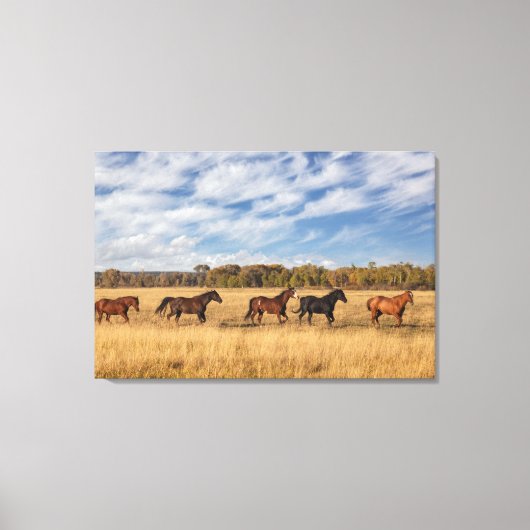 Paarden net buiten het nationale park Grand Teton Canvas Afdruk (Voorkant)