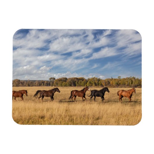 Paarden net buiten het nationale park Grand Teton Magneet (Horizontaal)