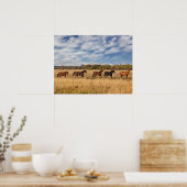 Paarden net buiten het nationale park Grand Teton Poster (Keuken)