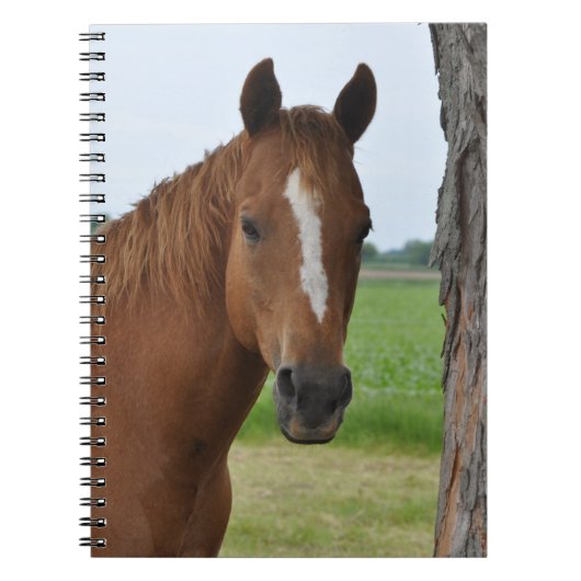 Paarden Notitieboek (Voorkant)