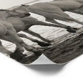paarden , oceaan , zwarte en witte fotografie poster (Hoek)