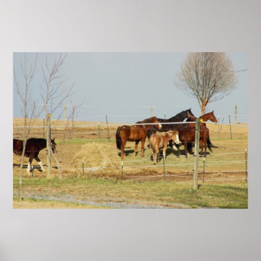 Paarden op Boerderij Foto Poster (Voorkant)
