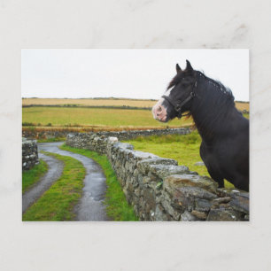 Paarden op boerderij op het platteland in Engeland Briefkaart