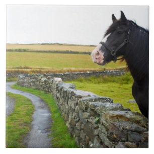 Paarden op boerderij op het platteland in Engeland Tegeltje