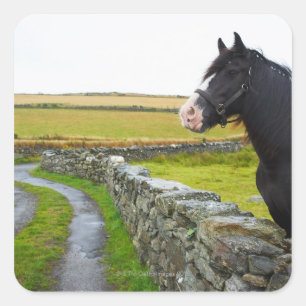 Paarden op boerderij op het platteland in Engeland Vierkante Sticker