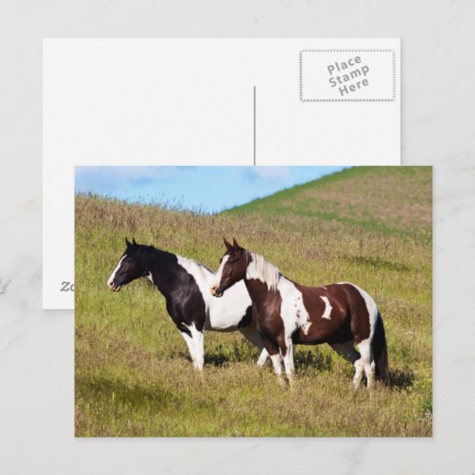 Paarden op de heuvel briefkaart (Voorkant / Achterkant)