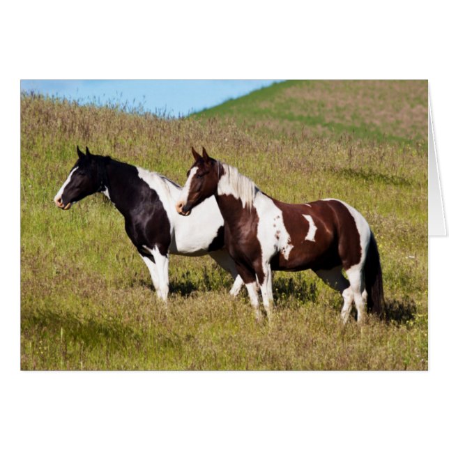 Paarden op de heuvelhelling (Voorkant Horizontaal)