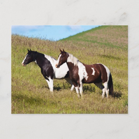 Paarden op de heuvelhelling briefkaart (Voorkant)