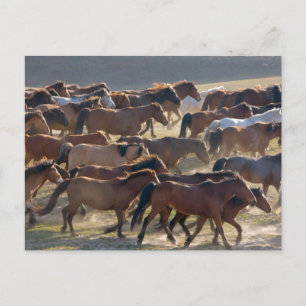Paarden op de ranch, Binnen-Mongolië, China Briefkaart