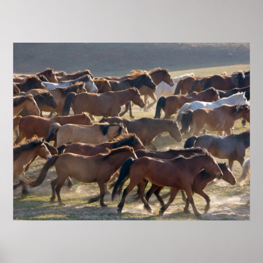 Paarden op de ranch, Binnen-Mongolië, China Poster (Voorkant)