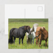 Paarden op de Ranch, Zuid-IJsland Briefkaart (Voorkant / Achterkant)