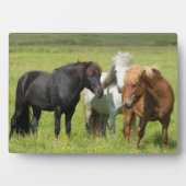Paarden op de ranch, Zuid-IJsland Fotoplaat (voorkant)