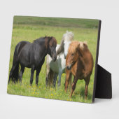 Paarden op de ranch, Zuid-IJsland Fotoplaat (Zijkant)
