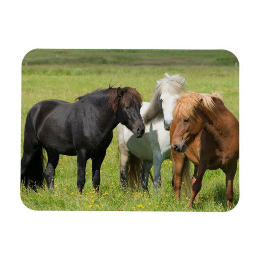 Paarden op de Ranch, Zuid-IJsland Magneet (Horizontaal)