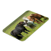 Paarden op de Ranch, Zuid-IJsland Magneet (Linkerzijde)