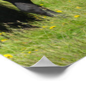 Paarden op de Ranch, Zuid-IJsland Poster (Hoek)