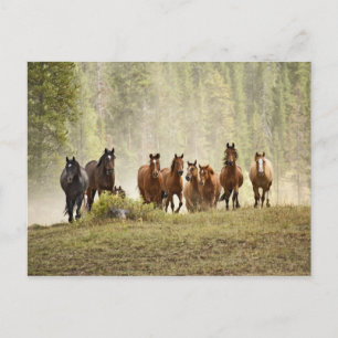 Paarden op de top van een kleine heuvel tijdens ee briefkaart