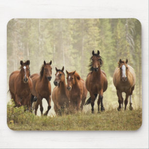 Paarden op de top van een kleine heuvel tijdens ee muismat