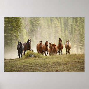 Paarden op de top van een kleine heuvel tijdens ee poster