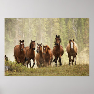 Paarden op de top van een kleine heuvel tijdens ee poster