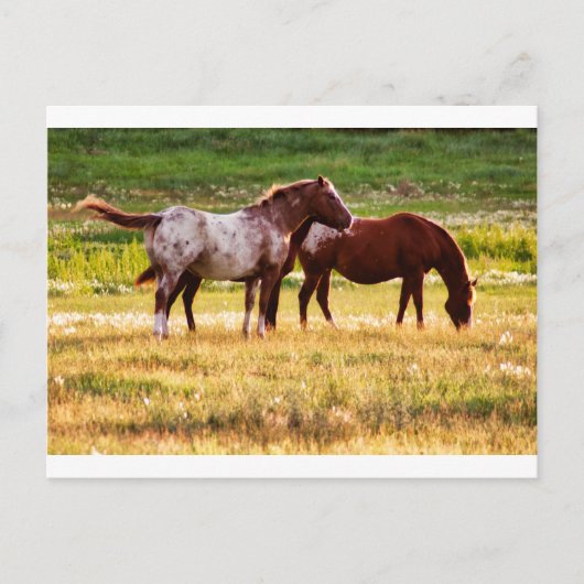 Paarden op de weide briefkaart (Voorkant)