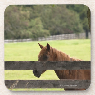 Paarden op een boerderij die met een boom ontspann drankjes onderzetter