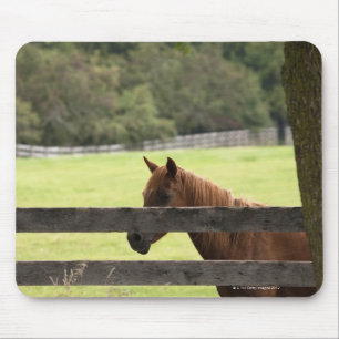 Paarden op een boerderij die met een boom ontspann muismat