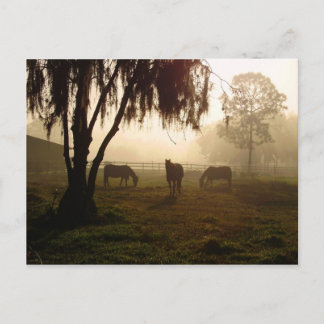 Paarden op een Misty Morning Briefkaart