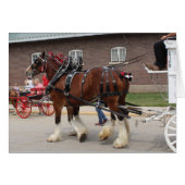 Paarden op een staatsbeurs (Voorkant Horizontaal)