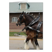 Paarden op een staatsbeurs (Voorkant)