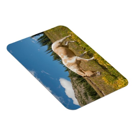 Paarden op grassen in een alpiene weide in de zome magneet (Rechterzijde)