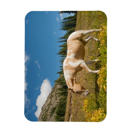 Paarden op grassen in een alpiene weide in de zome magneet (Verticaal)