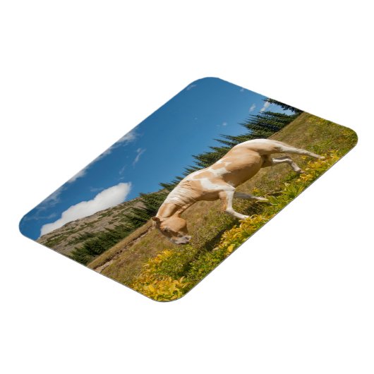 Paarden op grassen in een alpiene weide in de zome magneet (Linkerzijde)