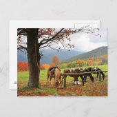 Paarden op het Briefkaart van de bergen (Voorkant / Achterkant)