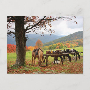 Paarden op het Briefkaart van de bergen