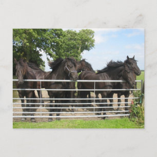 Paarden op het Briefkaart van de Omheining