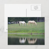 Paarden op het Briefkaart van de Vijver (Voorkant / Achterkant)