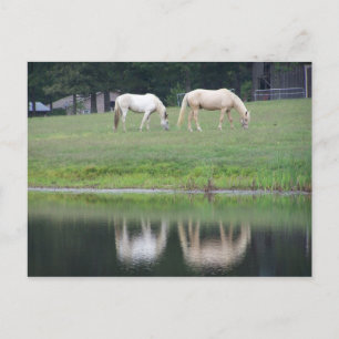 Paarden op het Briefkaart van de Vijver