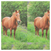 Paarden op het platteland stof (Close Up)