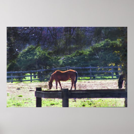 Paarden op het Poster van het Boerderij (Voorkant)
