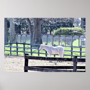 Paarden op het Poster van het Boerderij