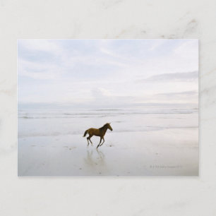 Paarden op het strand briefkaart